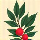 Illustration of a coffee plant branch with ripe cherries.